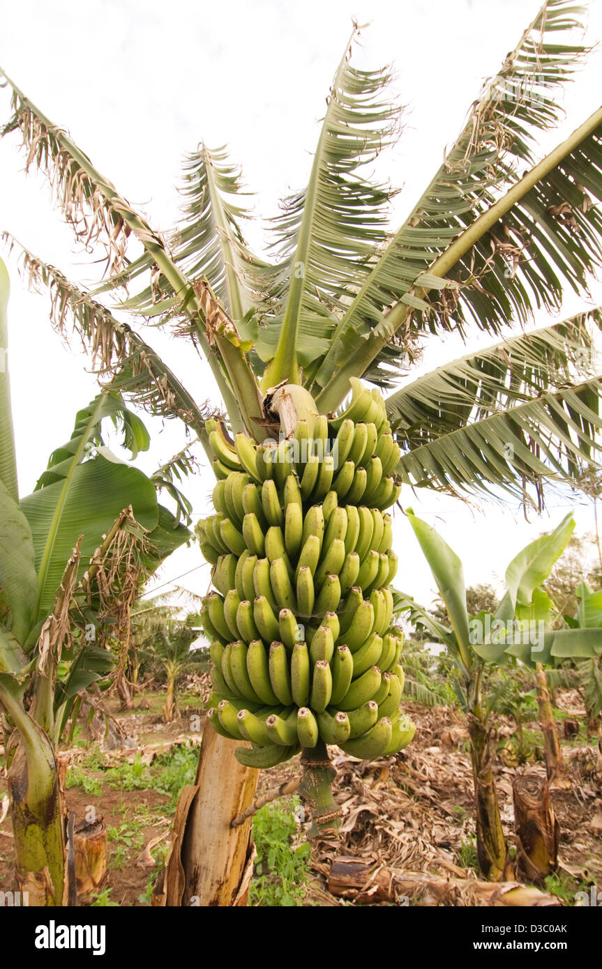 Albero di banane banane crescente la piantagione di alberi di piantagioni di palme da palm giallo fresco di piante verdi oliveti grove tenerife Foto Stock