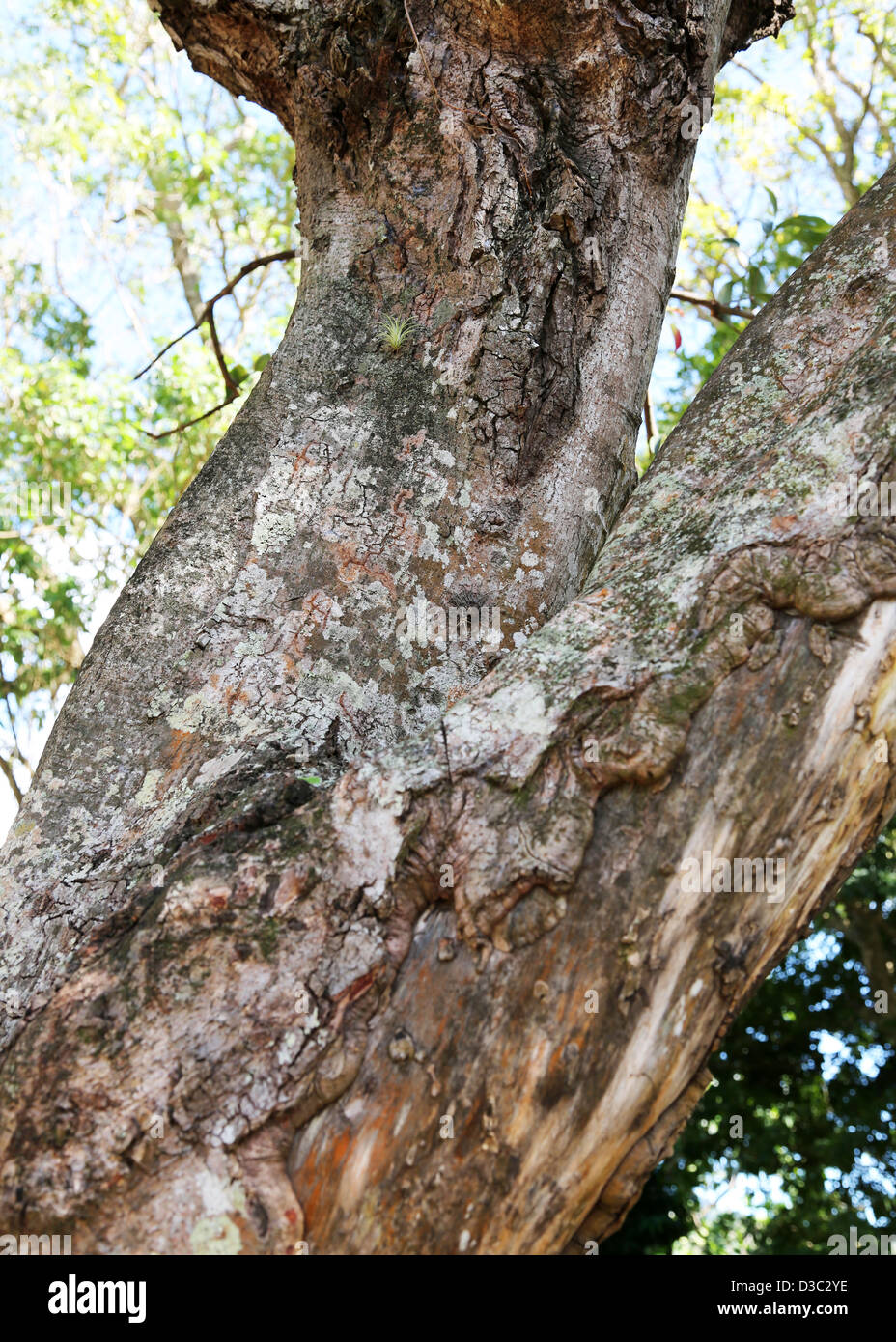 Corteccia di Cannella su albero Foto Stock