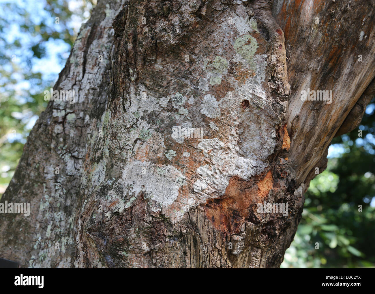 Corteccia di Cannella su albero Foto Stock