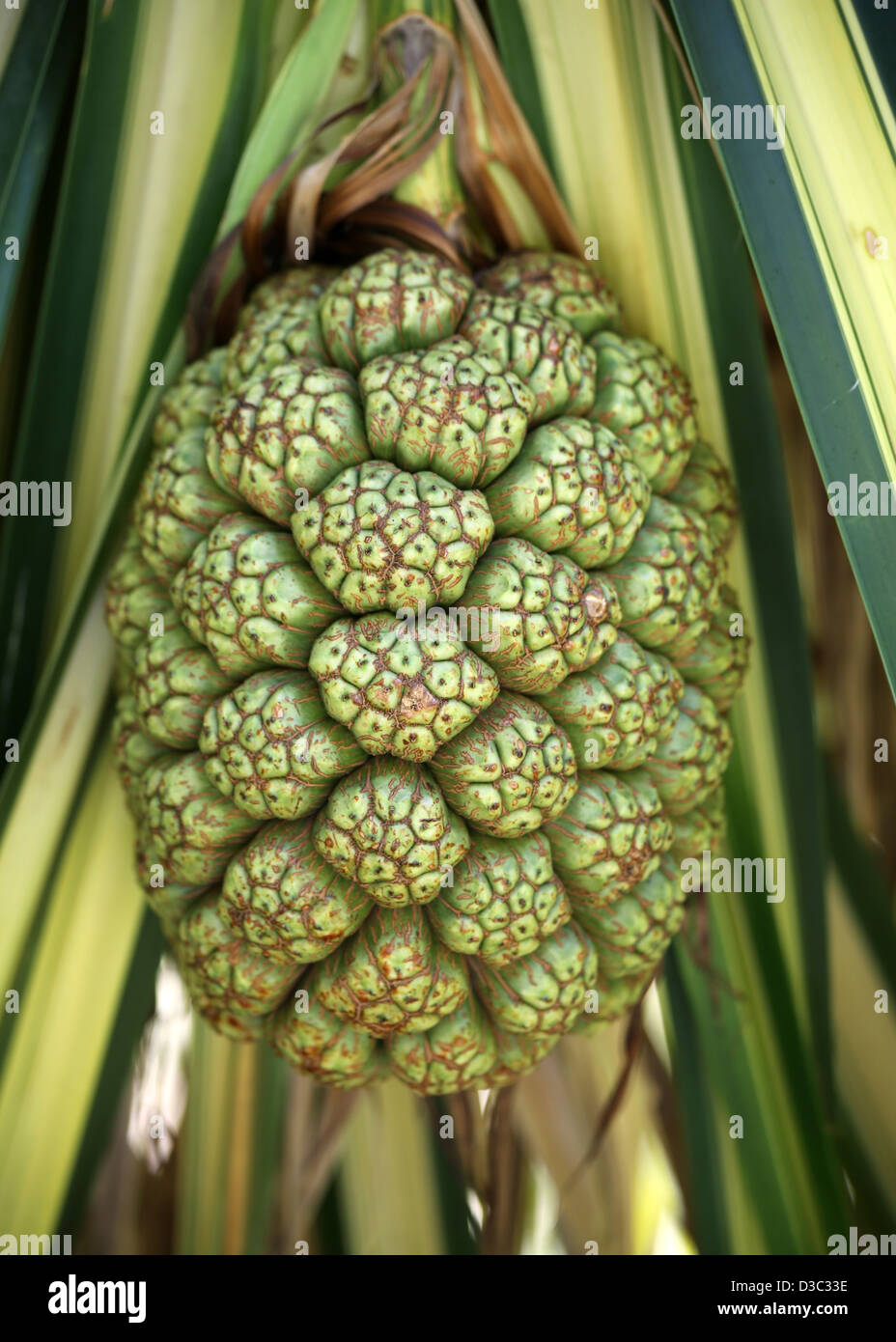 Frutto del cervello Pandanus tectorius Foto Stock