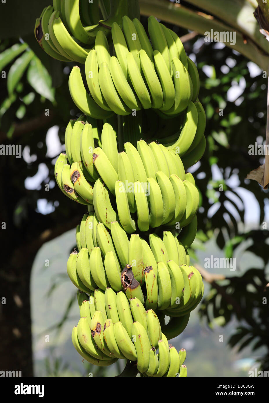 Banane verdi crescente su albero Foto Stock