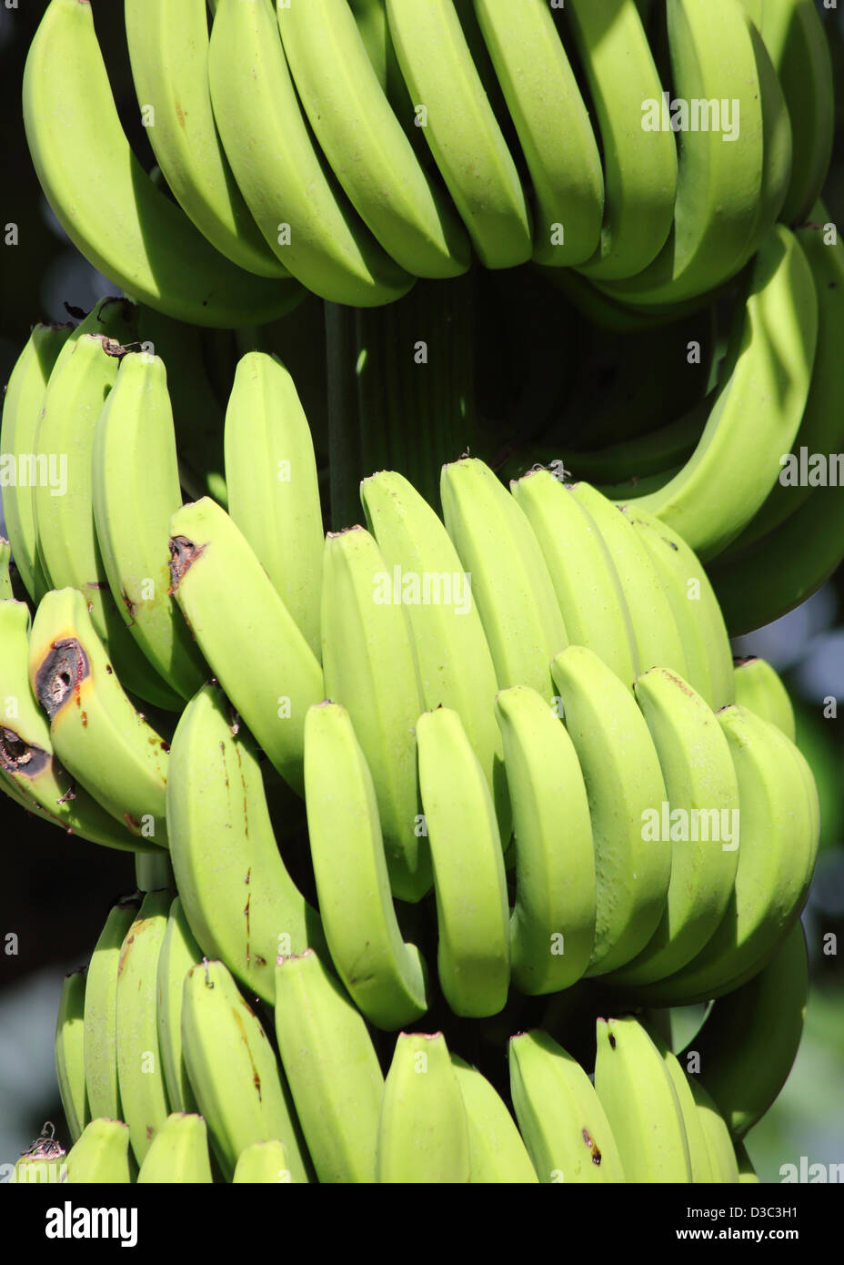 Banane verdi crescente su albero Foto Stock