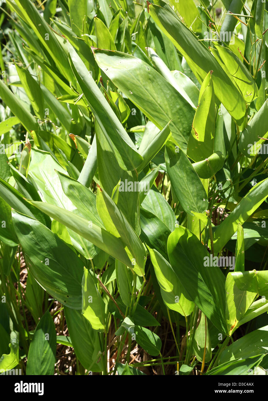 PIANTA DI MARANTA ARUNDINACEA Foto Stock