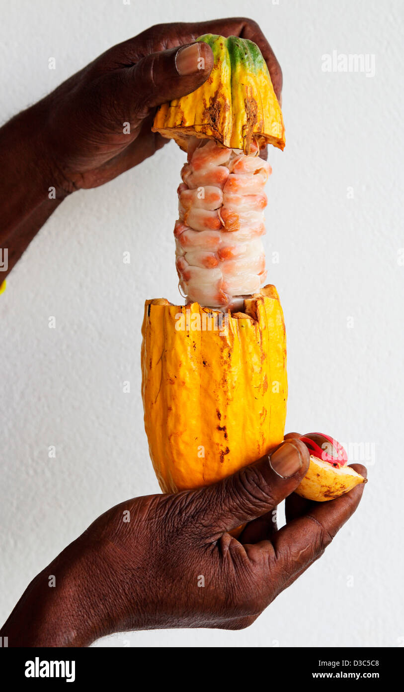 Fresca POD di cacao con le fave di cacao e noce moscata con macis Foto Stock