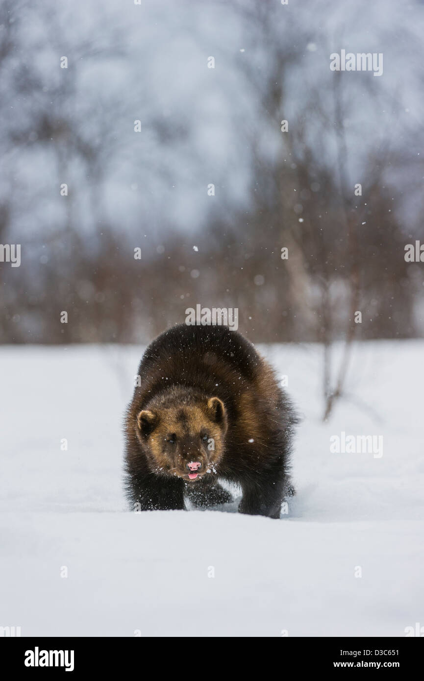 Wolverine (Gulo gulo) in inverno, corsa sulla neve e sotto la neve, condizioni controllate, Norvegia Foto Stock