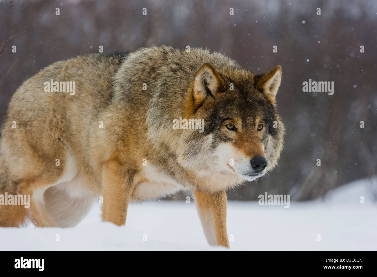 Eurasian Lupo (Canis lupus lupus) in inverno pelliccia, sotto nevicata in condizioni controllate, Norvegia Foto Stock