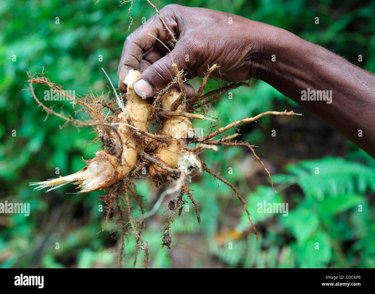 Caraibi fresca radice di zenzero Foto Stock