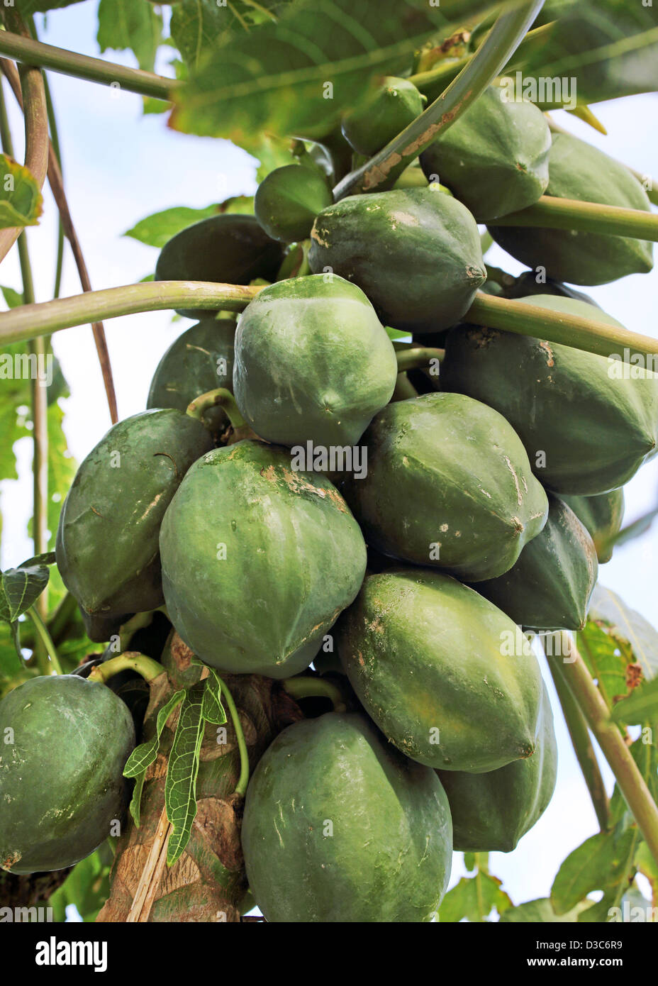 Caraibi papaya, BARBADOS Foto Stock