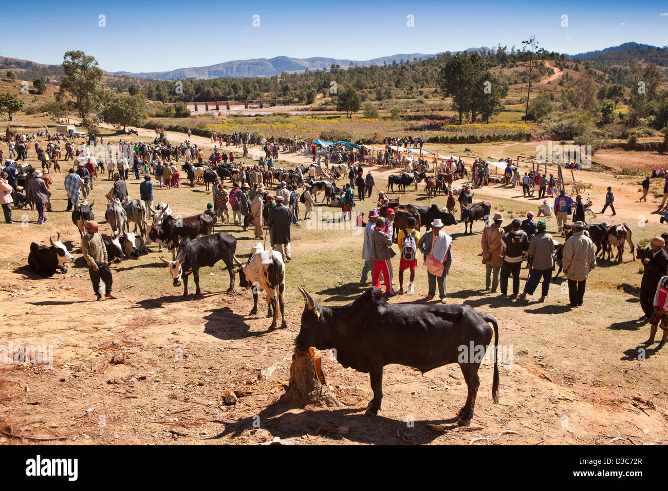 Madagascar, Ambositra Sandrandahy, zebù market Foto Stock