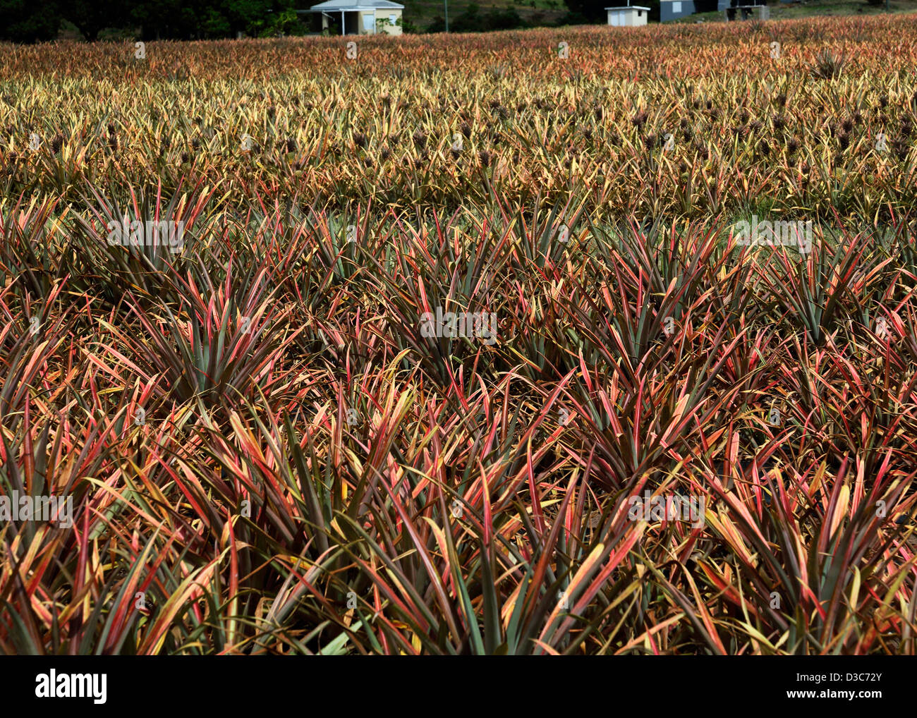 Caraibi campo di ananas Foto Stock