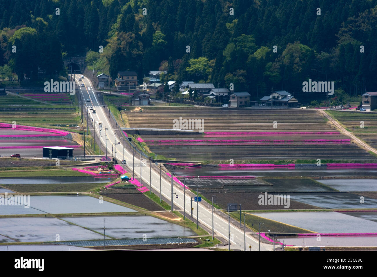 Carreggiata attraverso allagato risaie confina con viola fiori di primavera in campagna di Fukui visto dalla montagna Kameyama Foto Stock