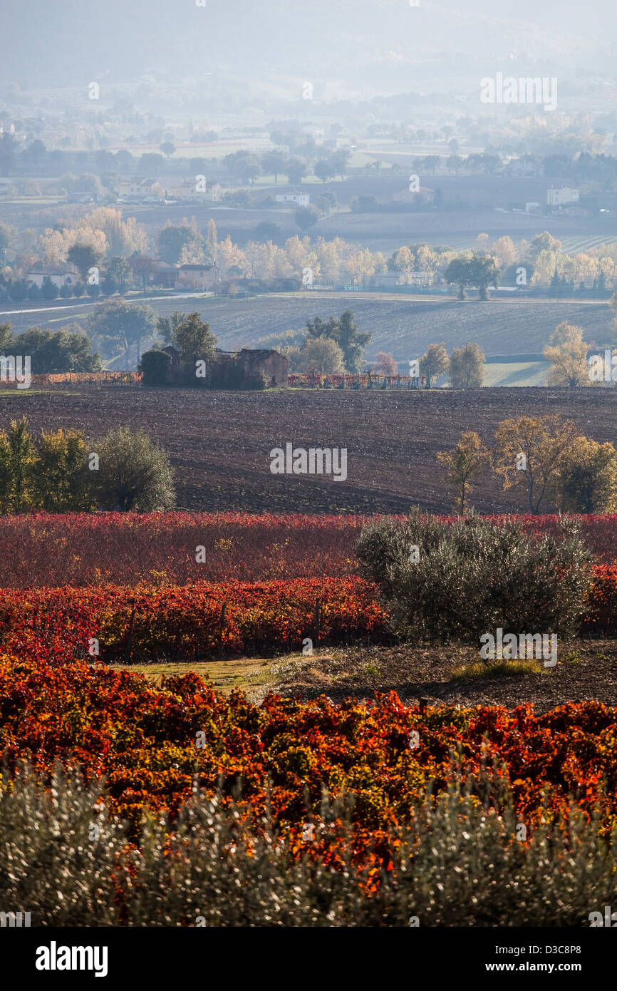 Paesaggio di campagna vicino a Montefalco in autunno, con il rosso dei vigneti di Sagrantino Foto Stock