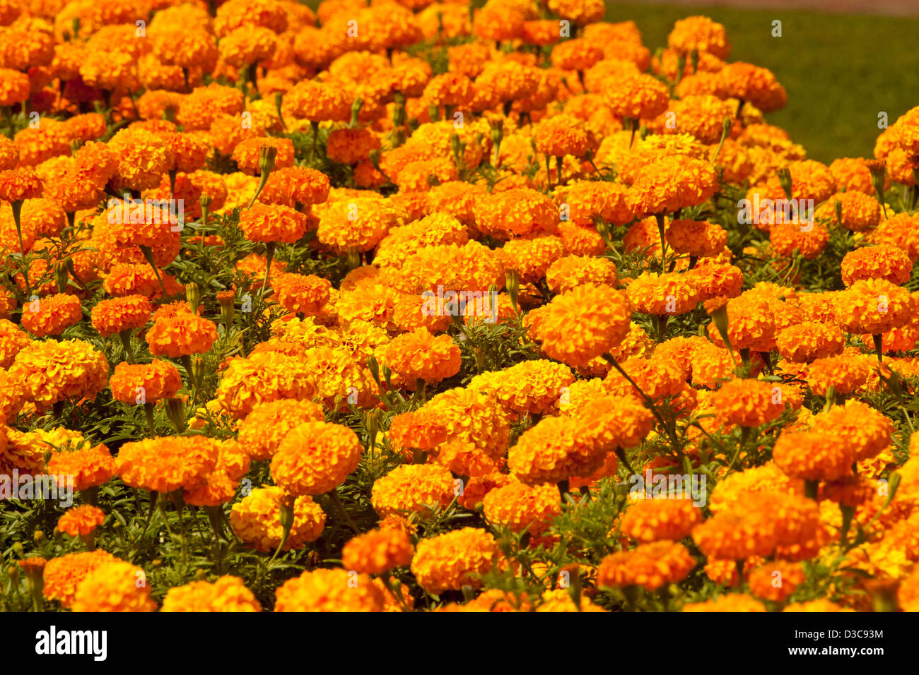 Fasce di spettacolari arancio brillante fiori di African Le calendule - Tagetes erecta hybrid - popolare giardino annuali piante di biancheria da letto Foto Stock