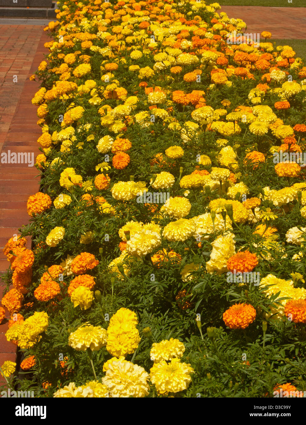 Letto giardino con fasce di colore giallo brillante e fiori d'arancio di African Le calendule - Tagetes erecta hybrid - popolare di piante annuali Foto Stock