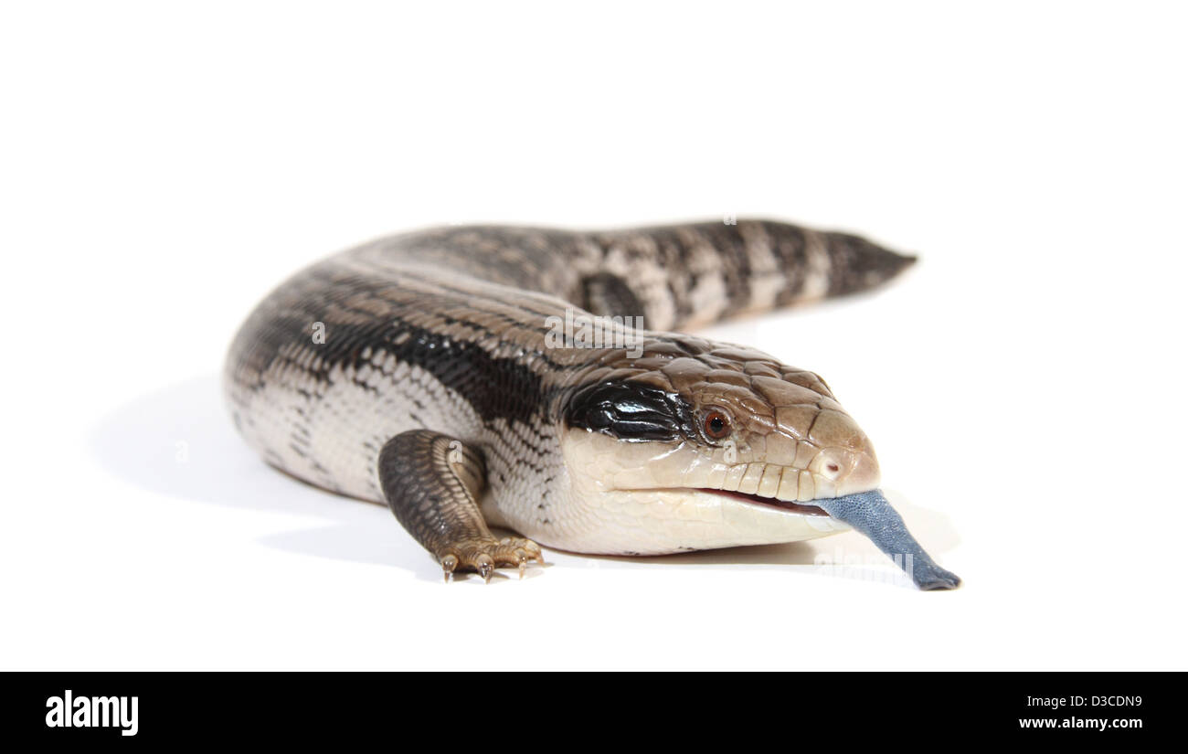 Blue-tongue lucertola o skink, Tiliqua scincoides scincoides fotografato in un monolocale adatto per cut-out Foto Stock