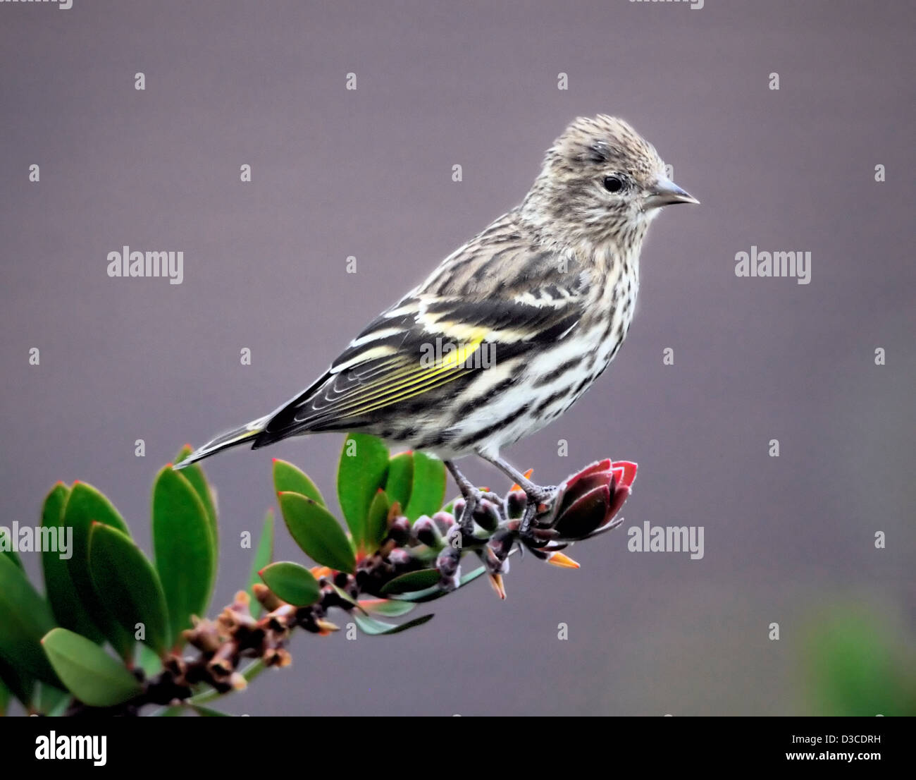 Pine Siskin arroccato sul ramo verde, piumaggio marrone striato e ali gialle lampeggianti. Un piccolo e attivo finch del Nord America. Spinus pinus Foto Stock