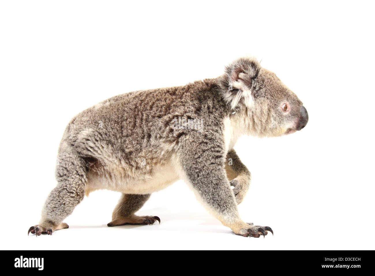 Il koala, singolo adulto, fotografato in un monolocale adatto per cut-out Foto Stock