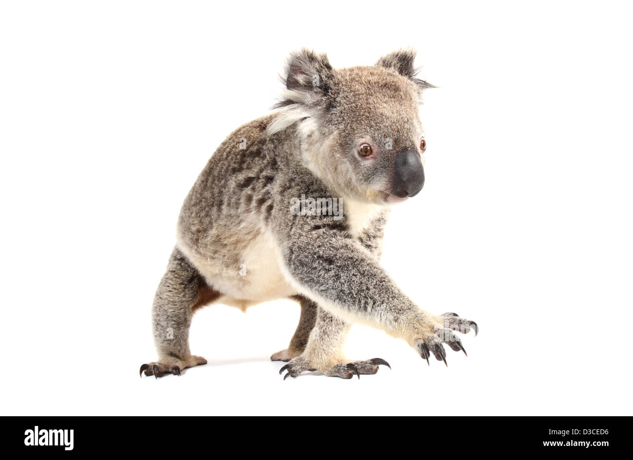 Il koala, singolo adulto, fotografato in un monolocale adatto per cut-out Foto Stock