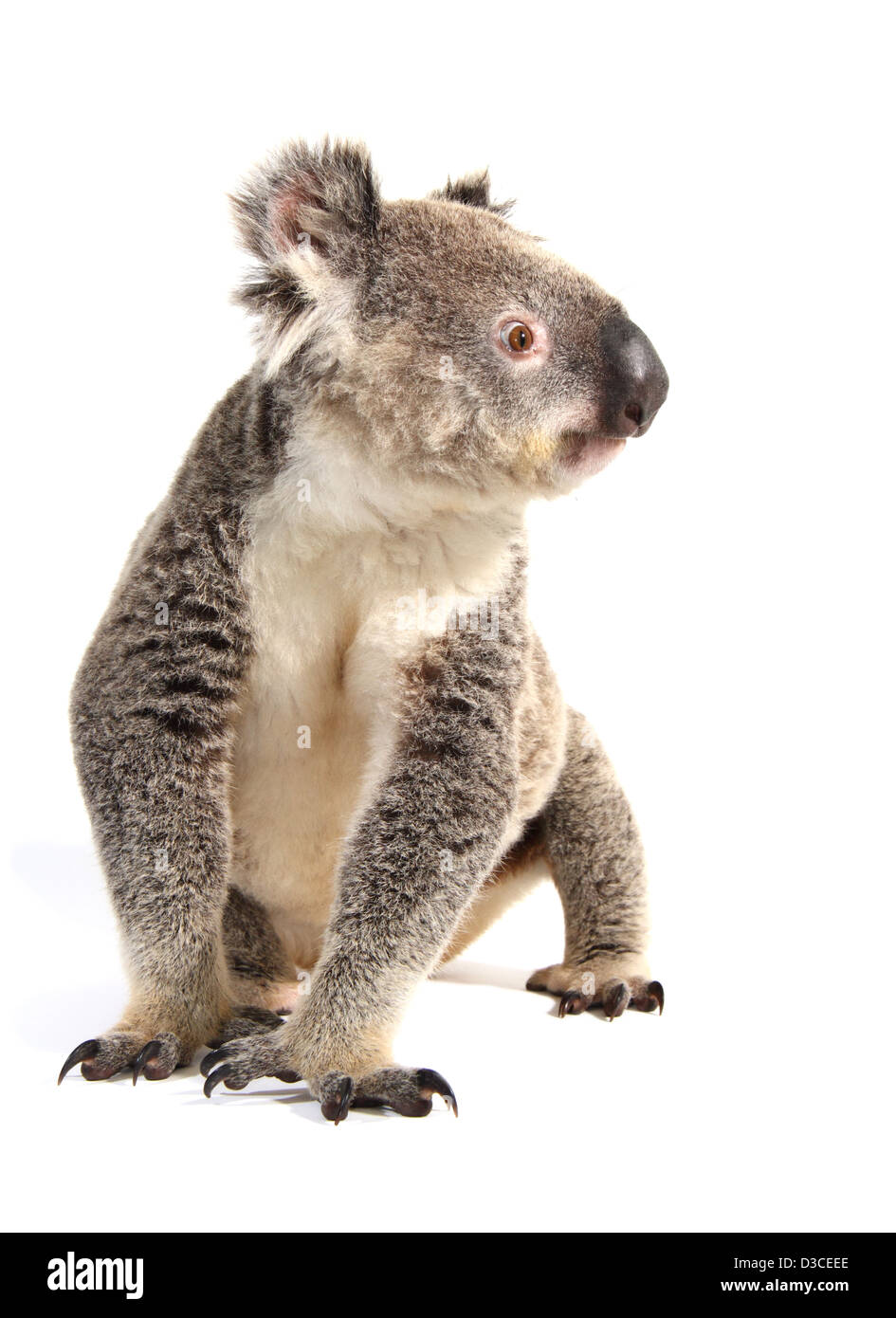Il koala, singolo adulto, fotografato in un monolocale adatto per cut-out Foto Stock