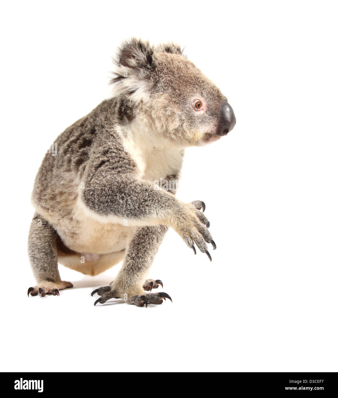 Il koala, singolo adulto, fotografato in un monolocale adatto per cut-out Foto Stock