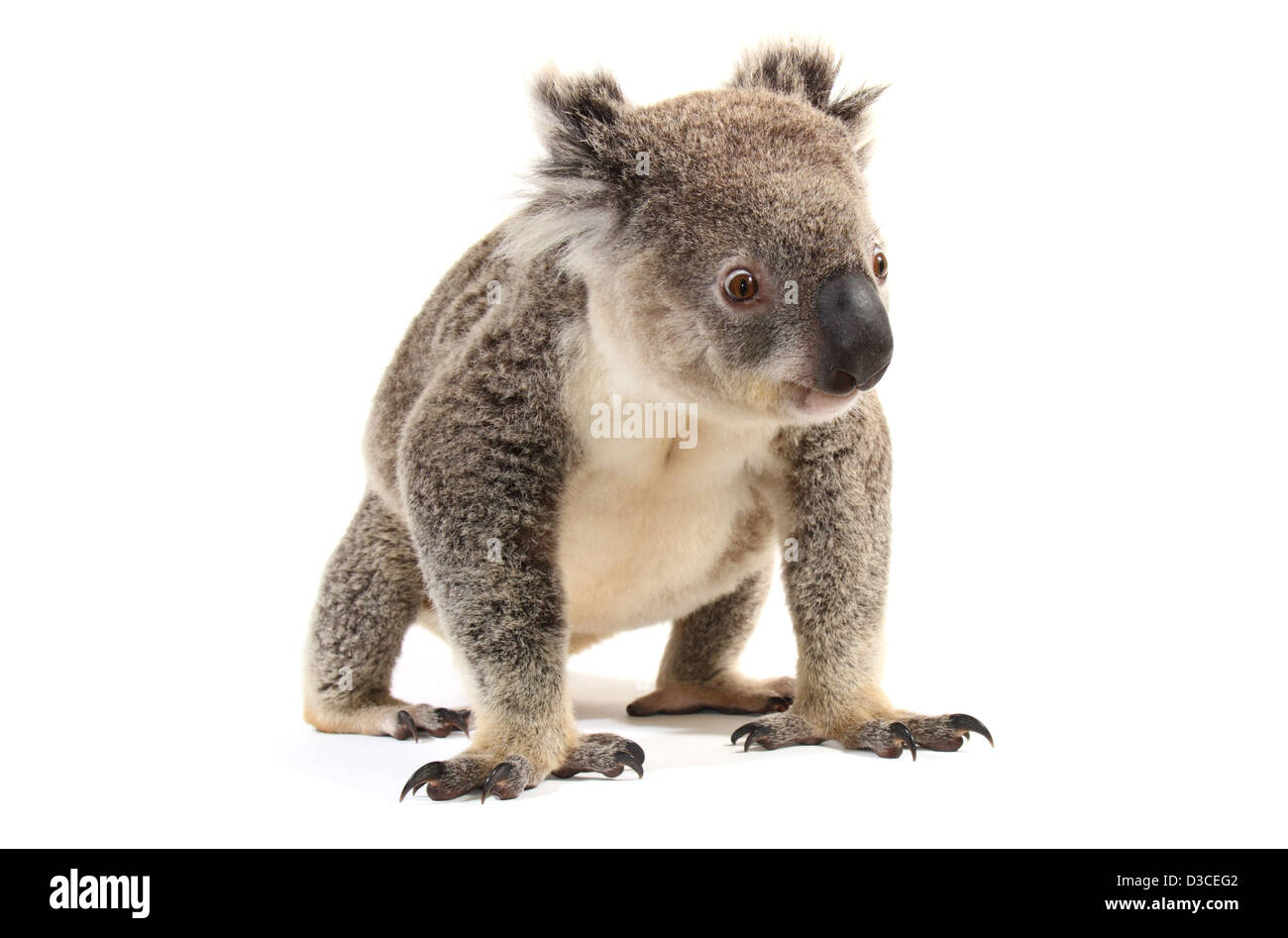 Il koala, singolo adulto, fotografato in un monolocale adatto per cut-out Foto Stock