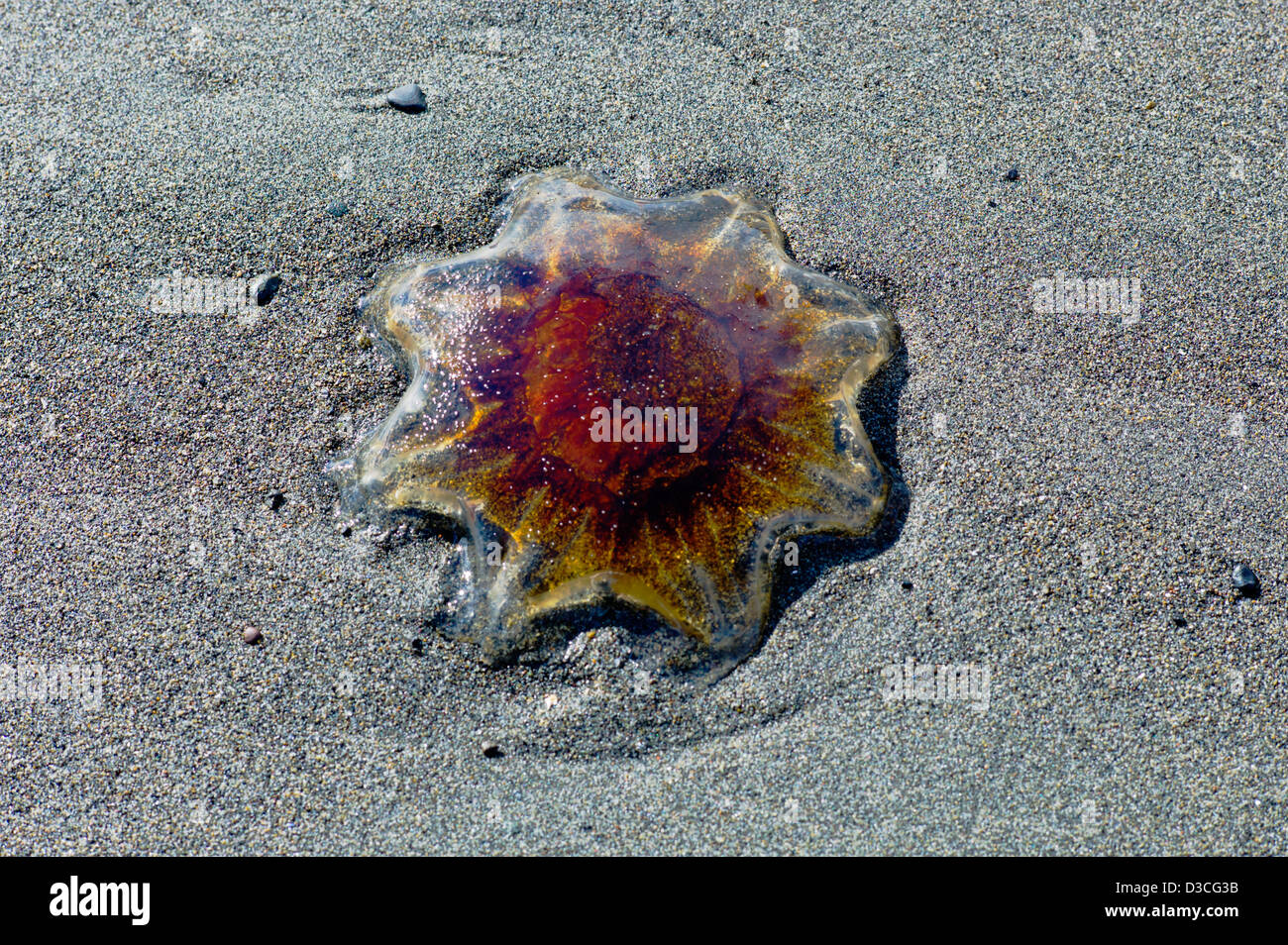 Meduse, Vescovo Beach, Omero, Alaska, STATI UNITI D'AMERICA Foto Stock