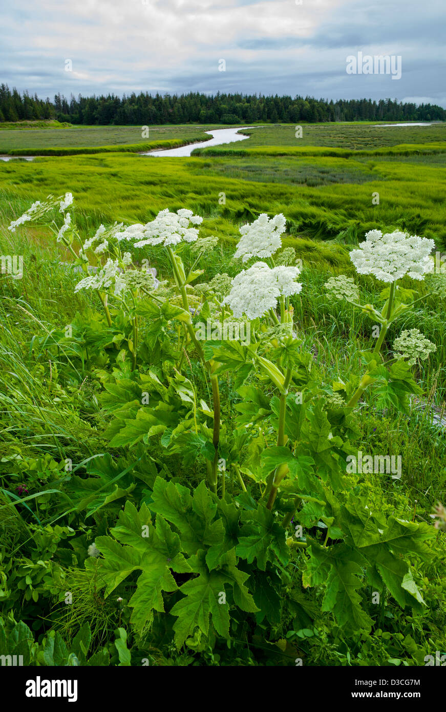 Mucca Pastinaca (Heracleum lanatum, prezzemolo, Apiaceae) e erbe palustri vicino alla baia di beluga e Homer Spit, Omero, Alaska, STATI UNITI D'AMERICA Foto Stock