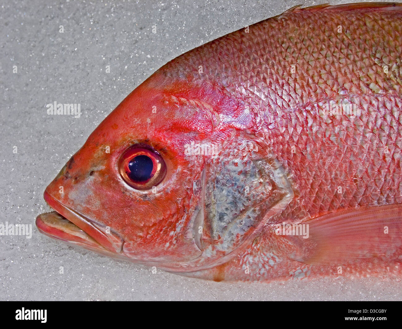 Faccia di colore rosso brillante pesce - Australian snapper - su ghiaccio in un supermercato vetrina refrigerata Foto Stock