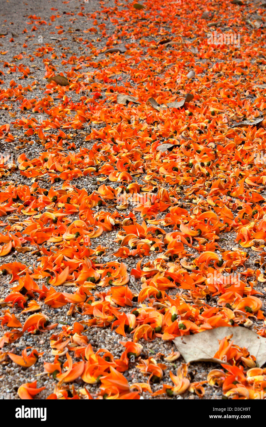 Dhak flower red drop nella sabbia. Foto Stock