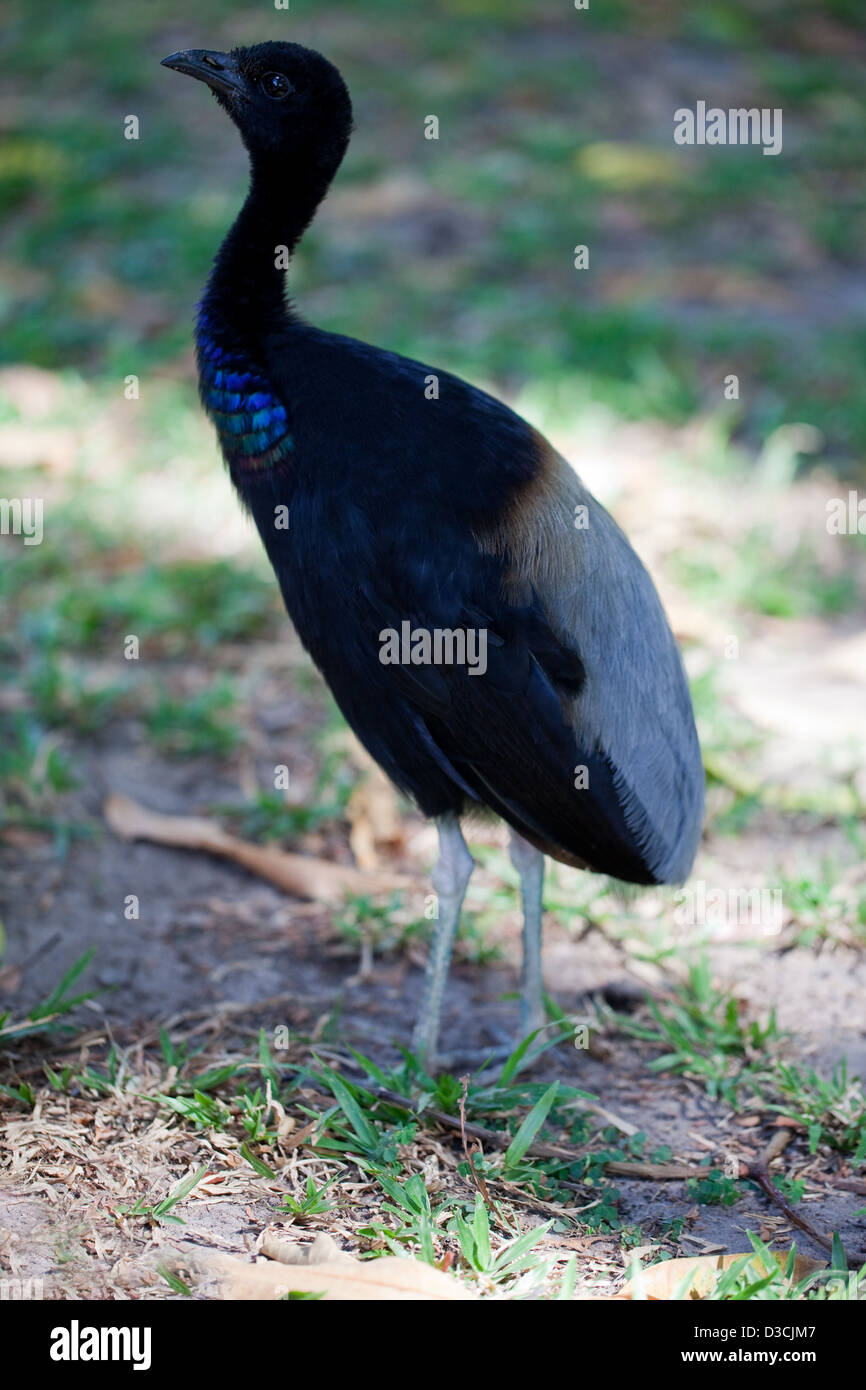 Grigio-winged Trumpeter (Psophia crepitans). Massa gregaria uccello vivo del nord della foresta pluviale amazzonica e Guiana Shield. Foto Stock