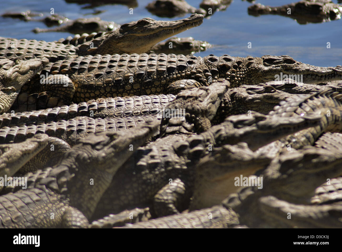 Una fotografia scattata in un allevamento di coccodrilli nel Shire Valley in Malawi. Coccodrilli allevati per la pelle. Foto Stock