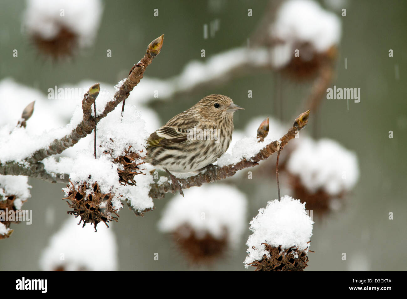 Pine Siskin in Snow Covered Sweetgum albero uccello songbird songbirds Ornitologia Scienza natura natura natura ambiente pelli inverno neve verticale Foto Stock