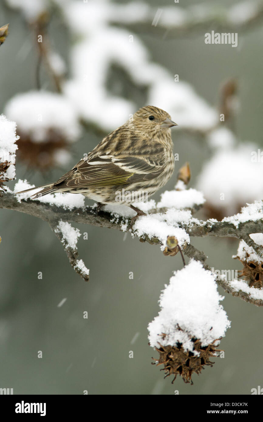 Pine Siskin in Snow Covered Sweetgum albero uccello songbird songbirds Ornitologia Scienza natura natura natura ambiente pelli inverno neve verticale Foto Stock