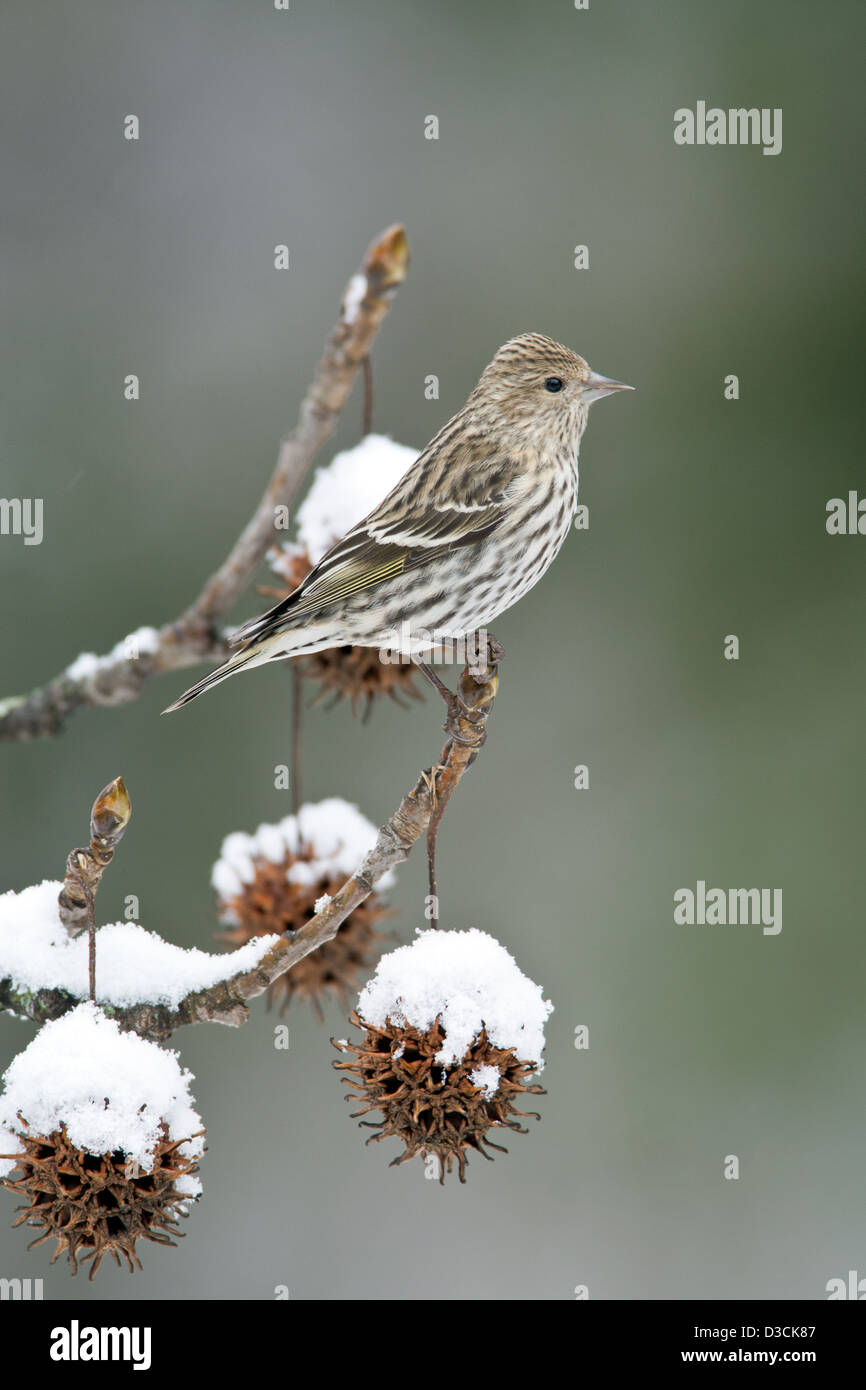 Pine Siskin in Snow Covered Sweetgum albero uccello songbird songbirds Ornitologia Scienza natura natura natura ambiente pelli inverno neve verticale Foto Stock