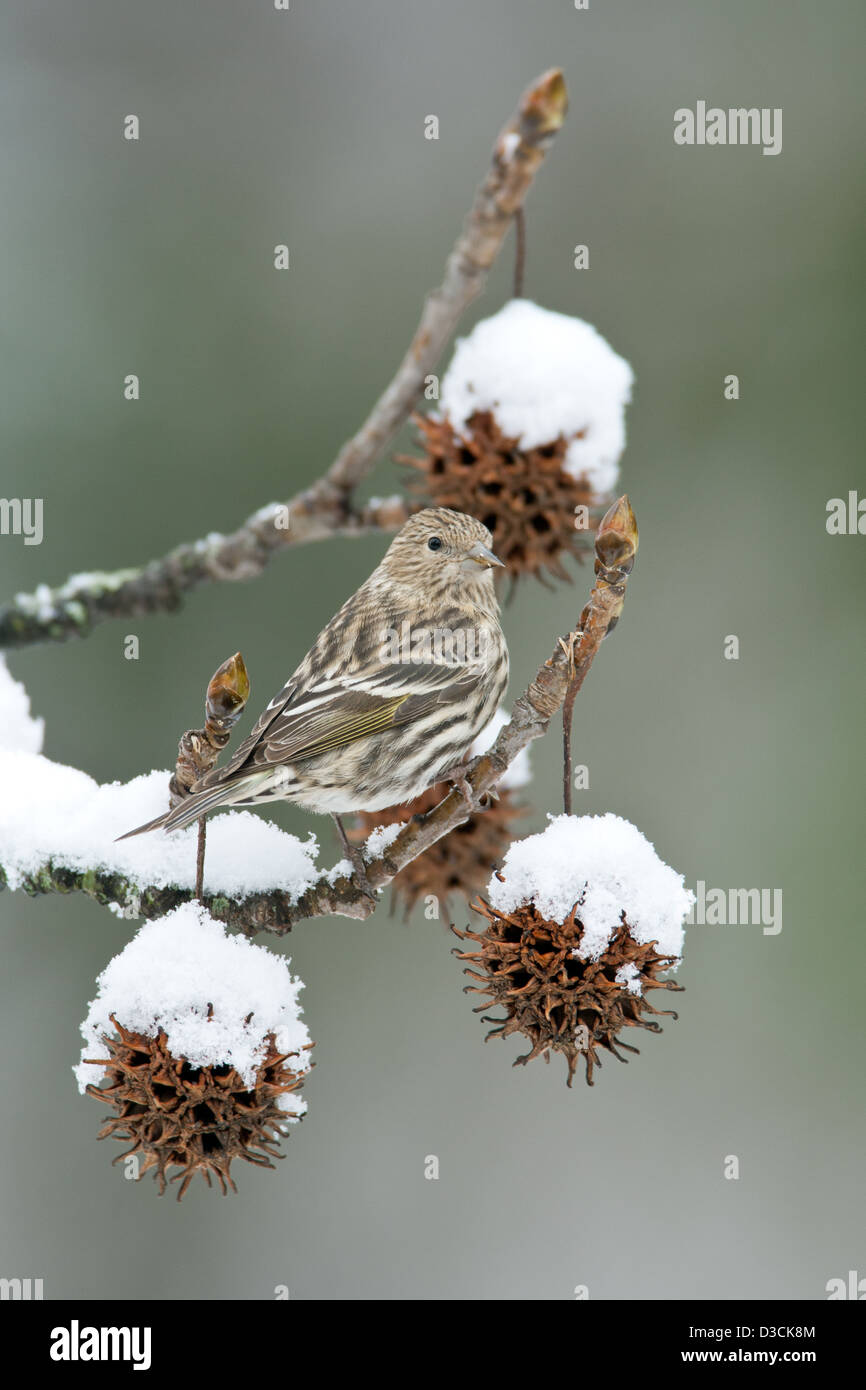 Pine Siskin in Snow Covered Sweetgum albero uccello songbird songbirds Ornitologia Scienza natura natura natura ambiente pelli inverno neve verticale Foto Stock