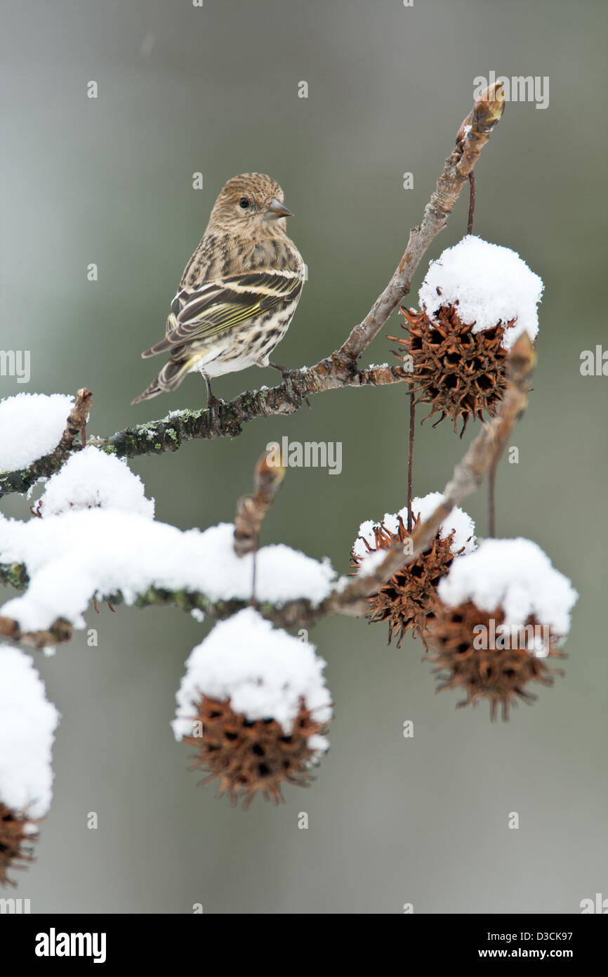 Pine Siskin in Snow Covered Sweetgum albero uccello songbird songbirds Ornitologia Scienza natura natura natura ambiente pelli inverno neve verticale Foto Stock