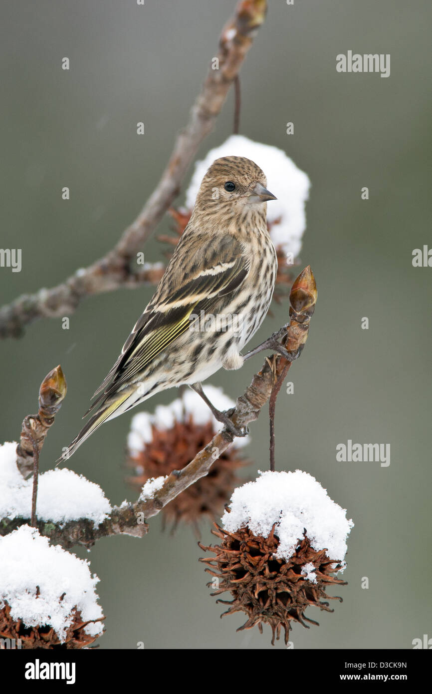 Pine Siskin in Snow Covered Sweetgum albero uccello songbird songbirds Ornitologia Scienza natura natura natura ambiente pelli inverno neve verticale Foto Stock
