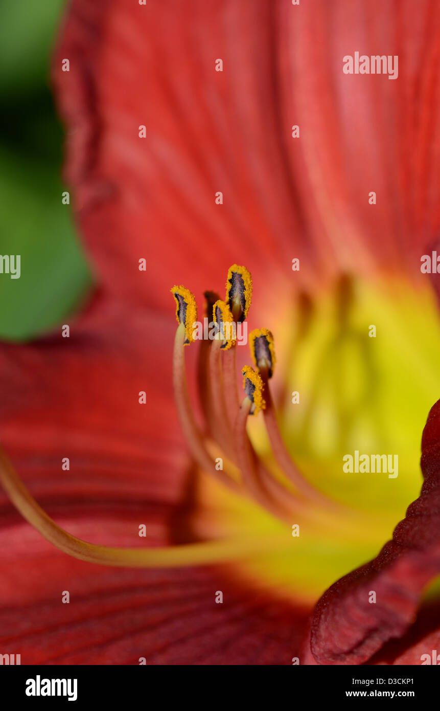 Petali di fiori Foto Stock