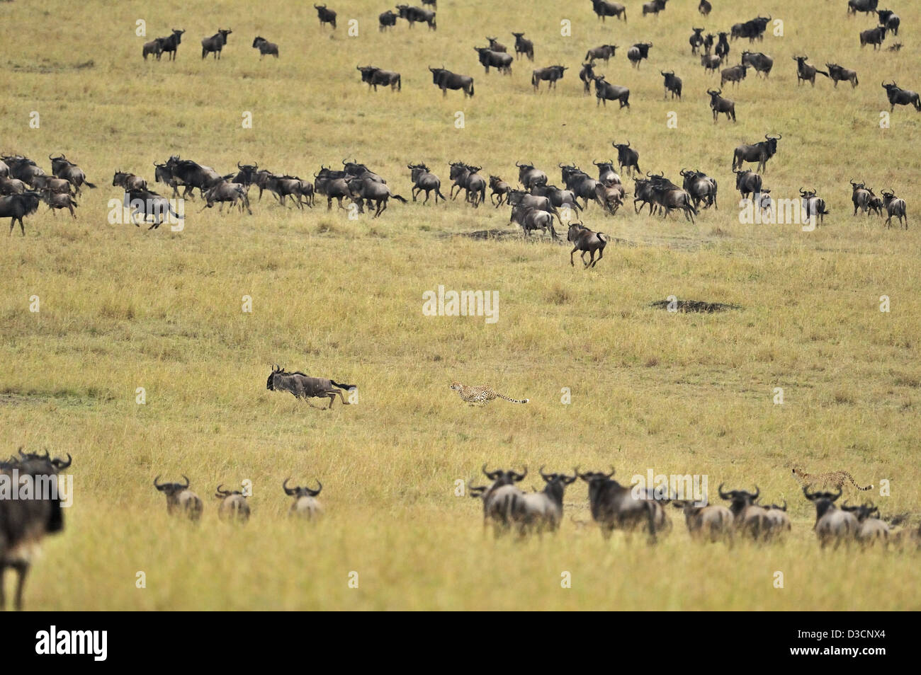 Ghepardo caccia un gnu mentre il resto del branco si affaccia su, nel Masai Mara in Kenya, Africa Foto Stock