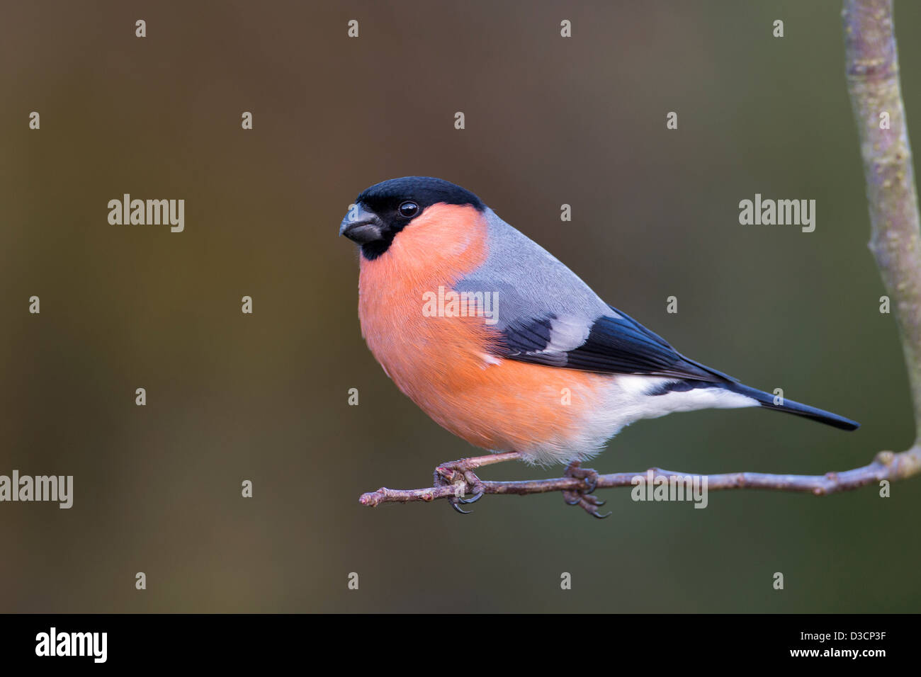 Ciuffolotto maschio Foto Stock