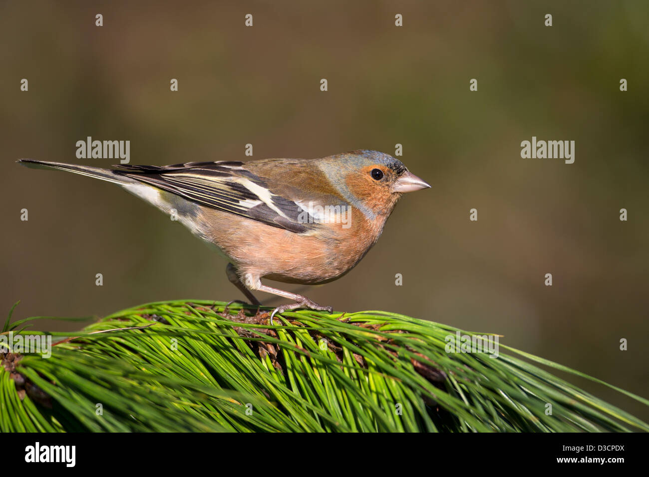 Fringuello maschio Foto Stock