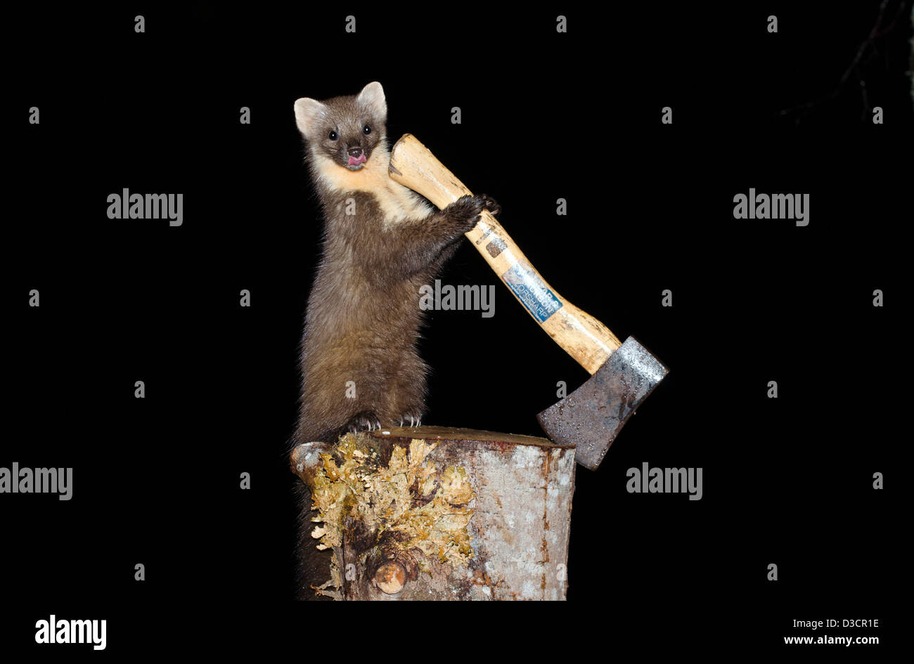 Martora di notte sul legno vecchio blocco di trinciatura holding ax maniglia , costa ovest della Scozia , a ardnamurchan peninsular Foto Stock