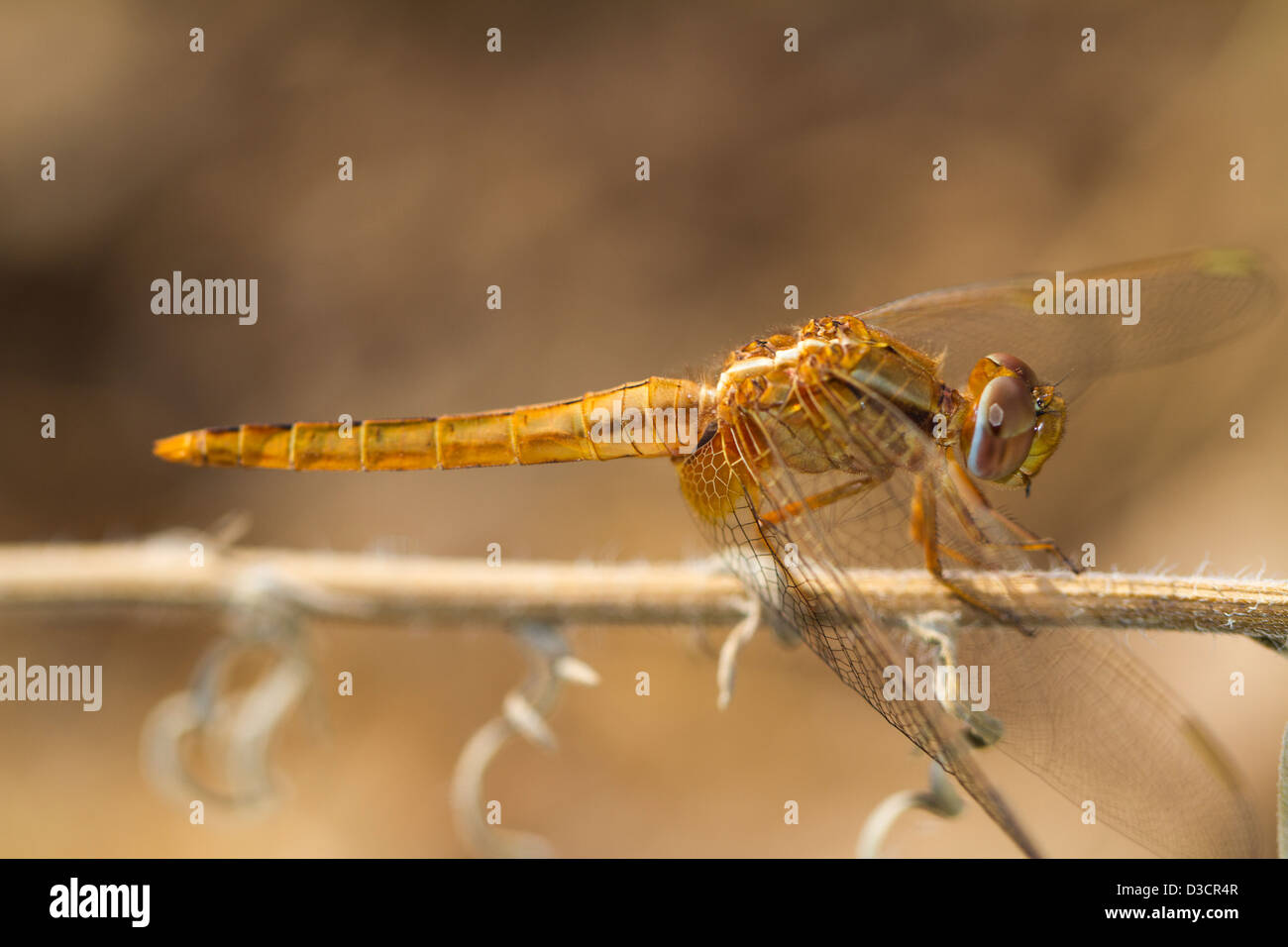 Chiudere la vista dettaglio della bella Scarlet Darter (Crocothemis erythraea) dragonfly. Foto Stock