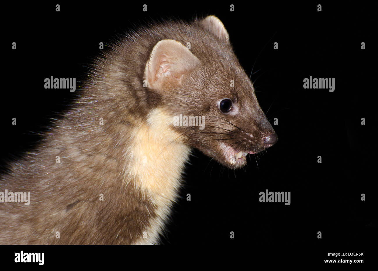 Martora di notte sul vecchio decadendo ceppo di albero , costa ovest della Scozia ,a ardnamurchan peninsular Foto Stock
