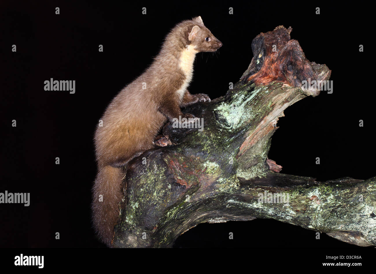 Martora di notte sul vecchio decadendo ceppo di albero , costa ovest della Scozia ,a ardnamurchan peninsular Foto Stock