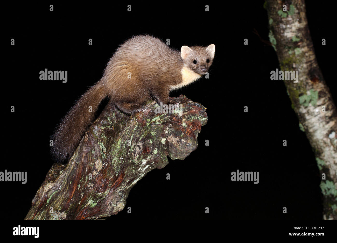 Martora di notte sul vecchio decadendo ceppo di albero , costa ovest della Scozia ,a ardnamurchan peninsular Foto Stock