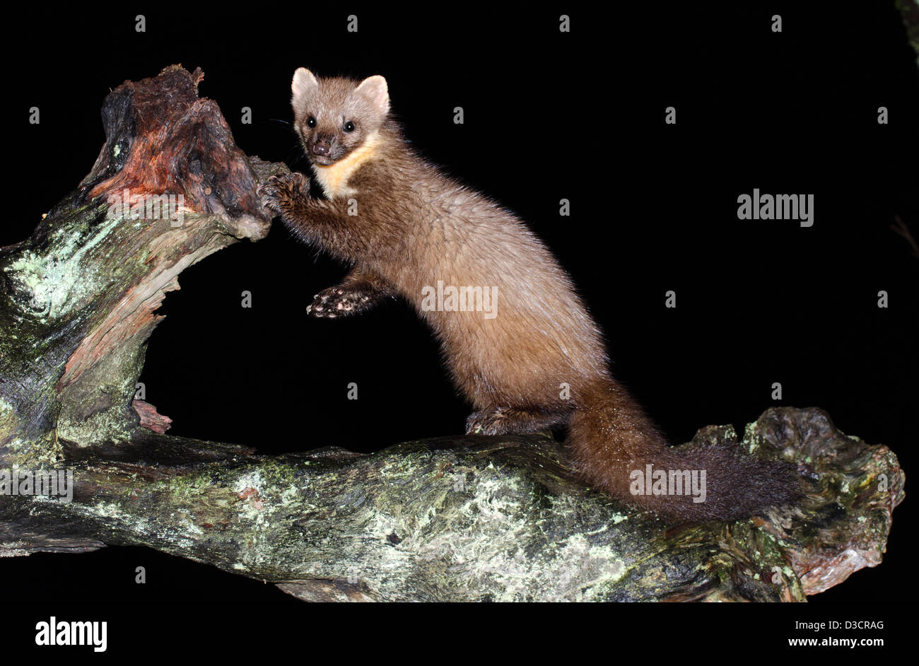 Martora di notte sul vecchio decadendo ceppo di albero , costa ovest della Scozia ,a ardnamurchan peninsular Foto Stock
