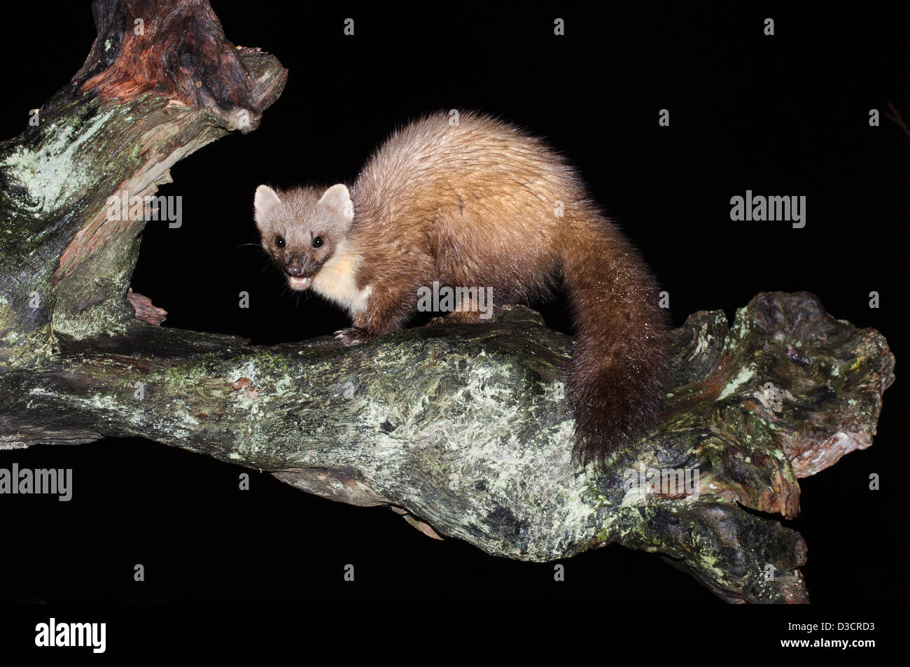 Martora di notte sul vecchio decadendo ceppo di albero , costa ovest della Scozia ,a ardnamurchan peninsular Foto Stock