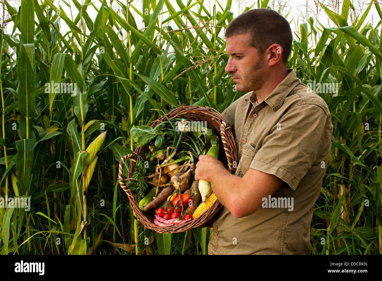 L'agricoltore maschio la raccolta di una coltura mista di fresche verdure di stagione Foto Stock