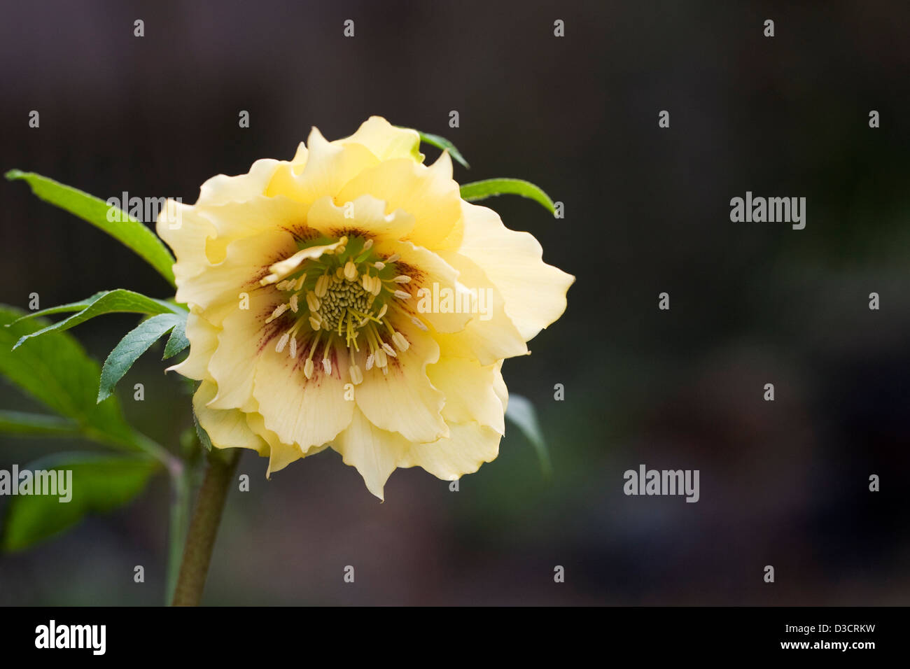 Helleborus orientalis " Harvington doppio Giallo'. Foto Stock